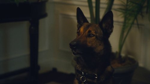 Max 2: White House Hero - Chú Chó Max 2: Cứu Tinh Nhà Trắng - Hình 4