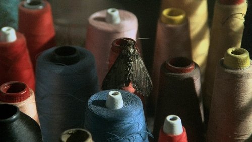 The Silence of the Lambs - Sự Im Lặng Của Bầy Cừu - Hình 4
