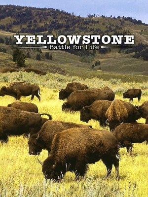 Yellowstone: Cuộc Chiến Giành Sự Sống (2009)